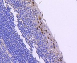 CyclinE1 Rabbit anti-Human, Clone: SD2025, Novus Biologicals 100&mu;L:Antibodies,